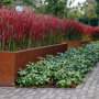 Imperata cylindrica 'Red Baron' in plantenbak